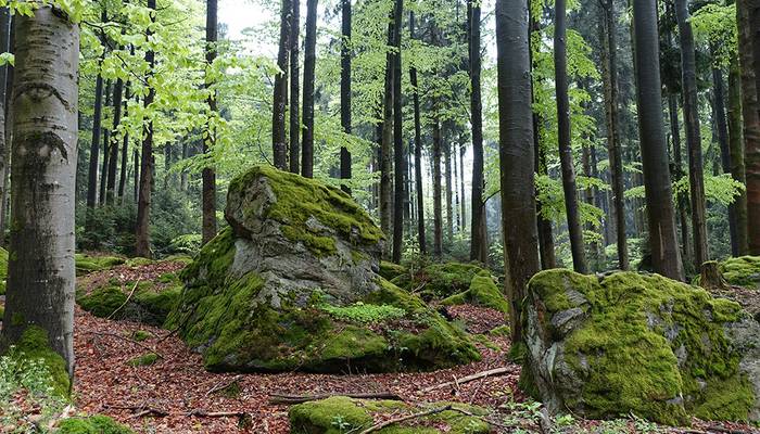 Pilgern - Maria Taferl