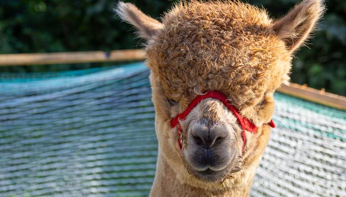 Almwandertag Helfenberg